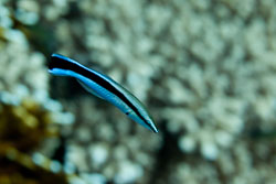 BD-100920-Fury-Shoal-1811-Labroides-dimidiatus-(Valenciennes.-1839)-[Bluestreak-cleaner-wrasse.-Blå-putsarfisk].jpg